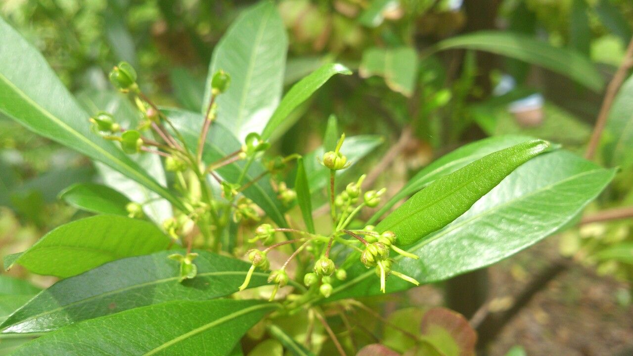 Dodonaea viscosa flower