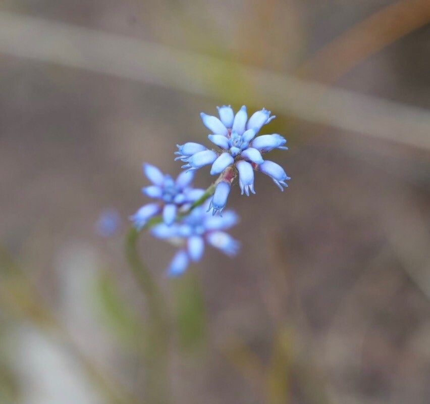 Conospermum coerulescens — related species from the same genus