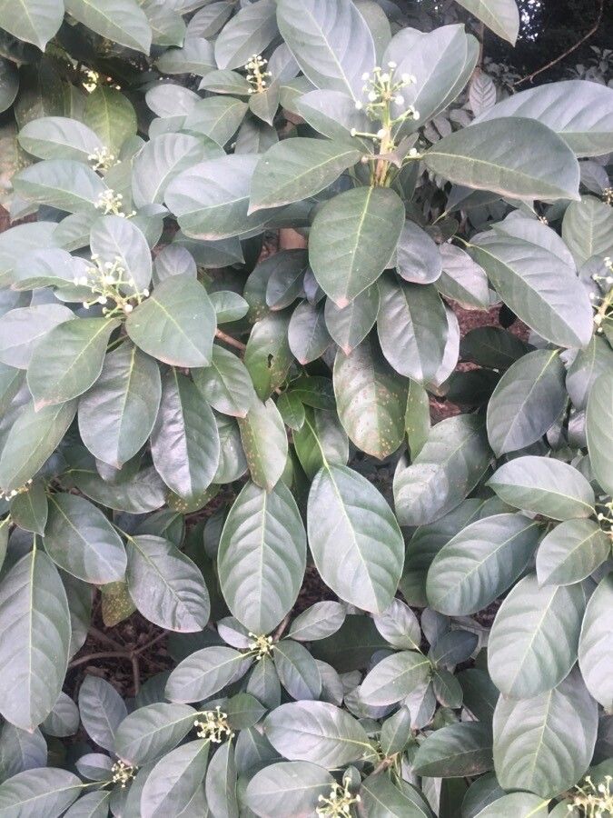 Dendropanax cuneatus habit