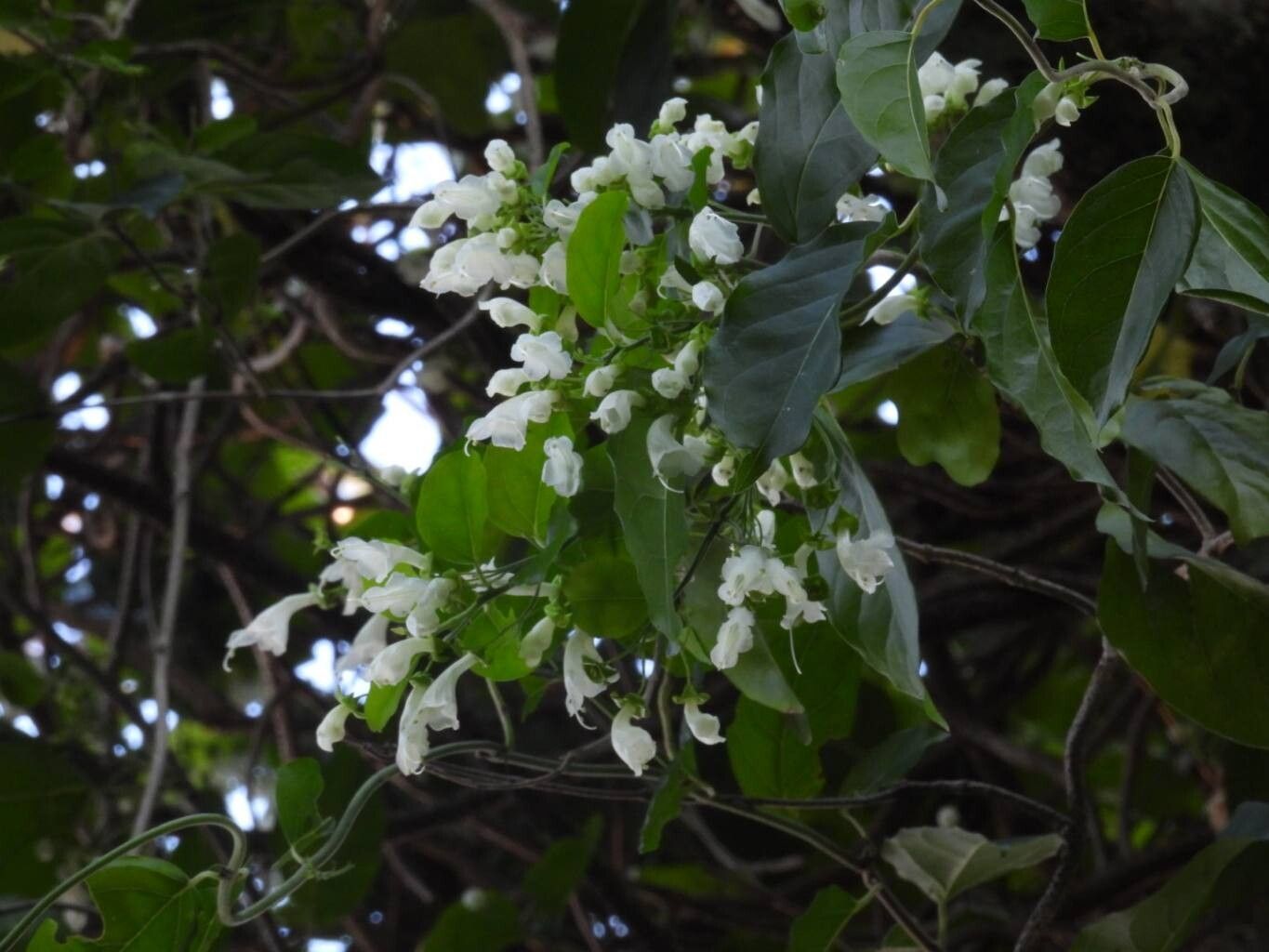 Oxera balansae — houseplant care guide