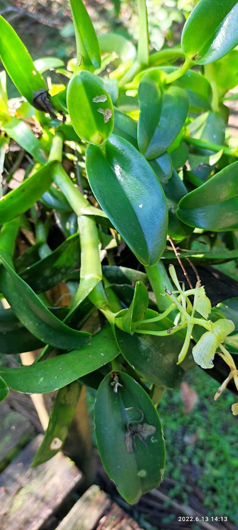 Epidendrum difforme flower