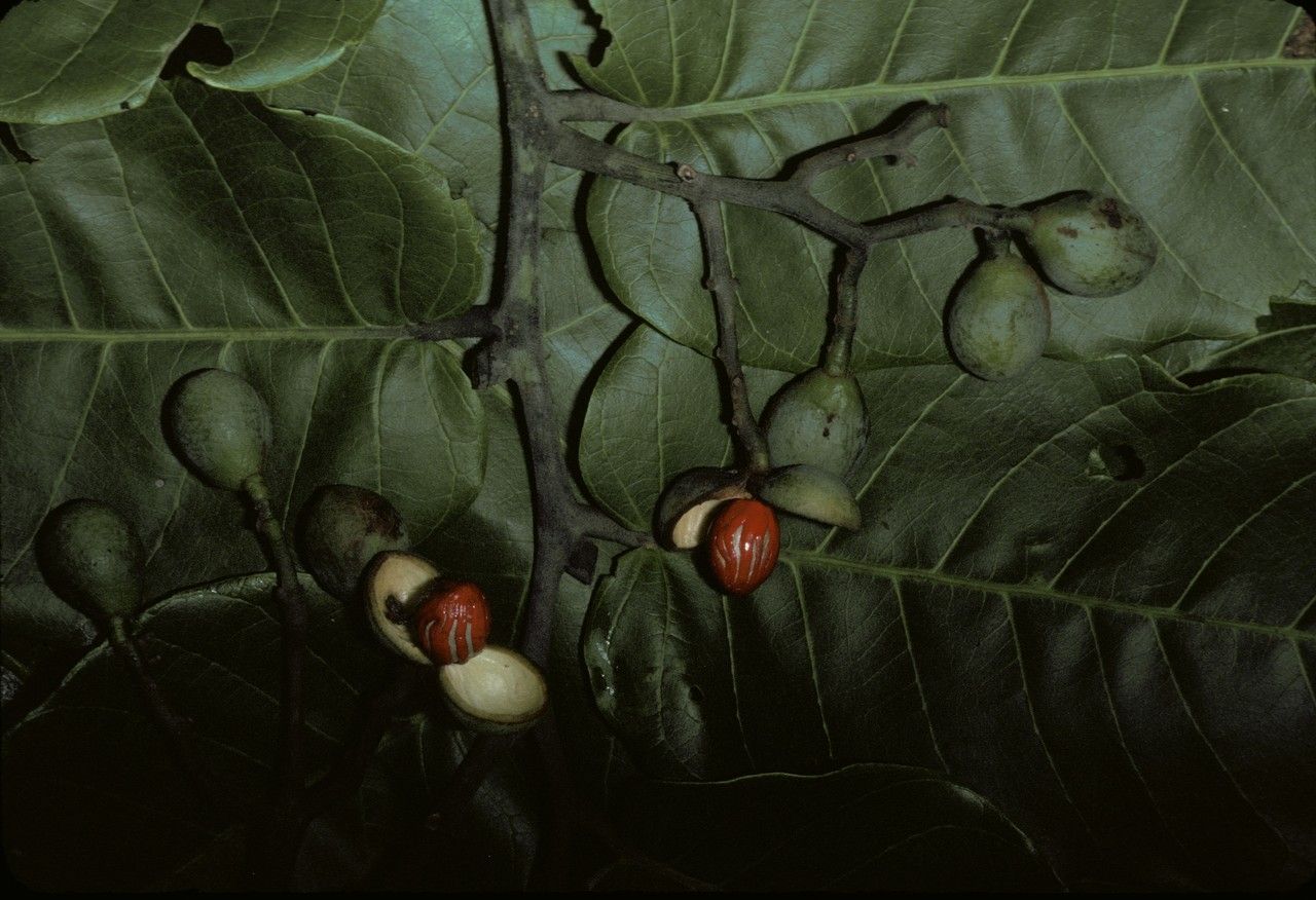 Virola sebifera fruit