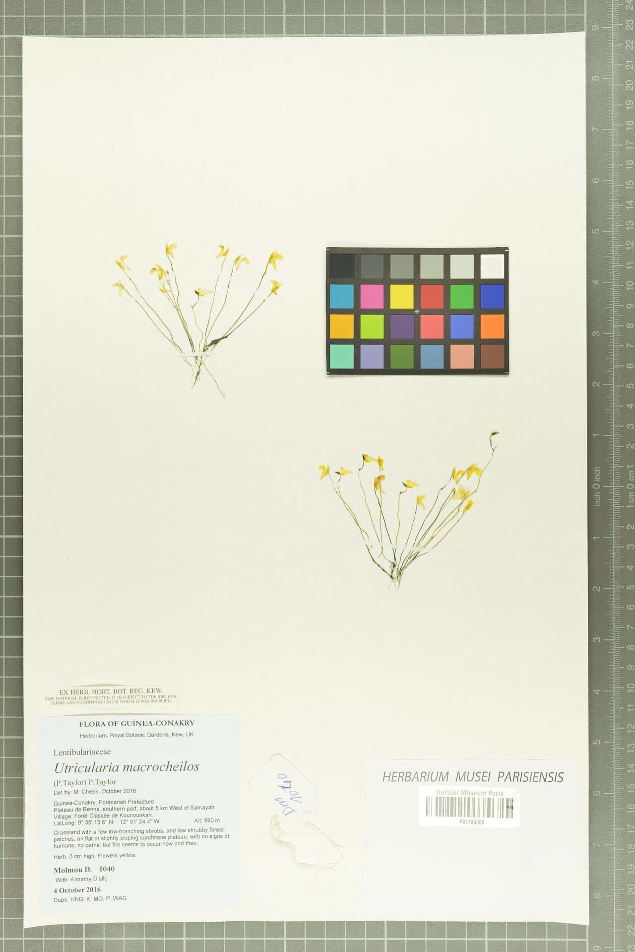 Utricularia macrocheilos — search result for 'Utricularia'