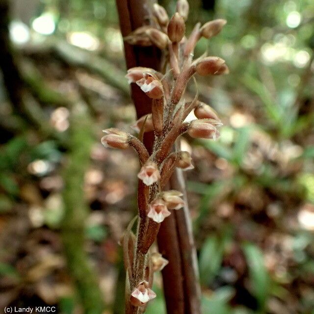 Goodyera humicola — search result for 'Goodyera'