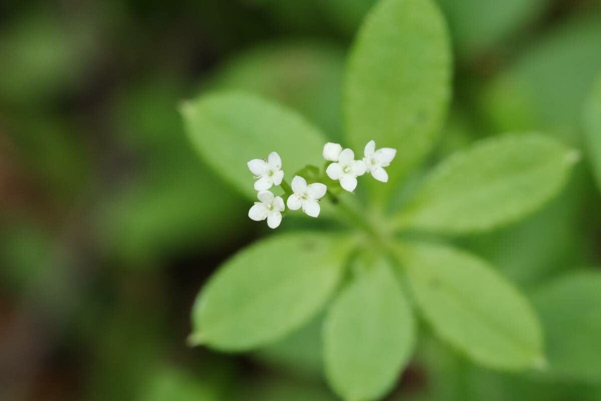 Galium trifloriforme — houseplant care guide