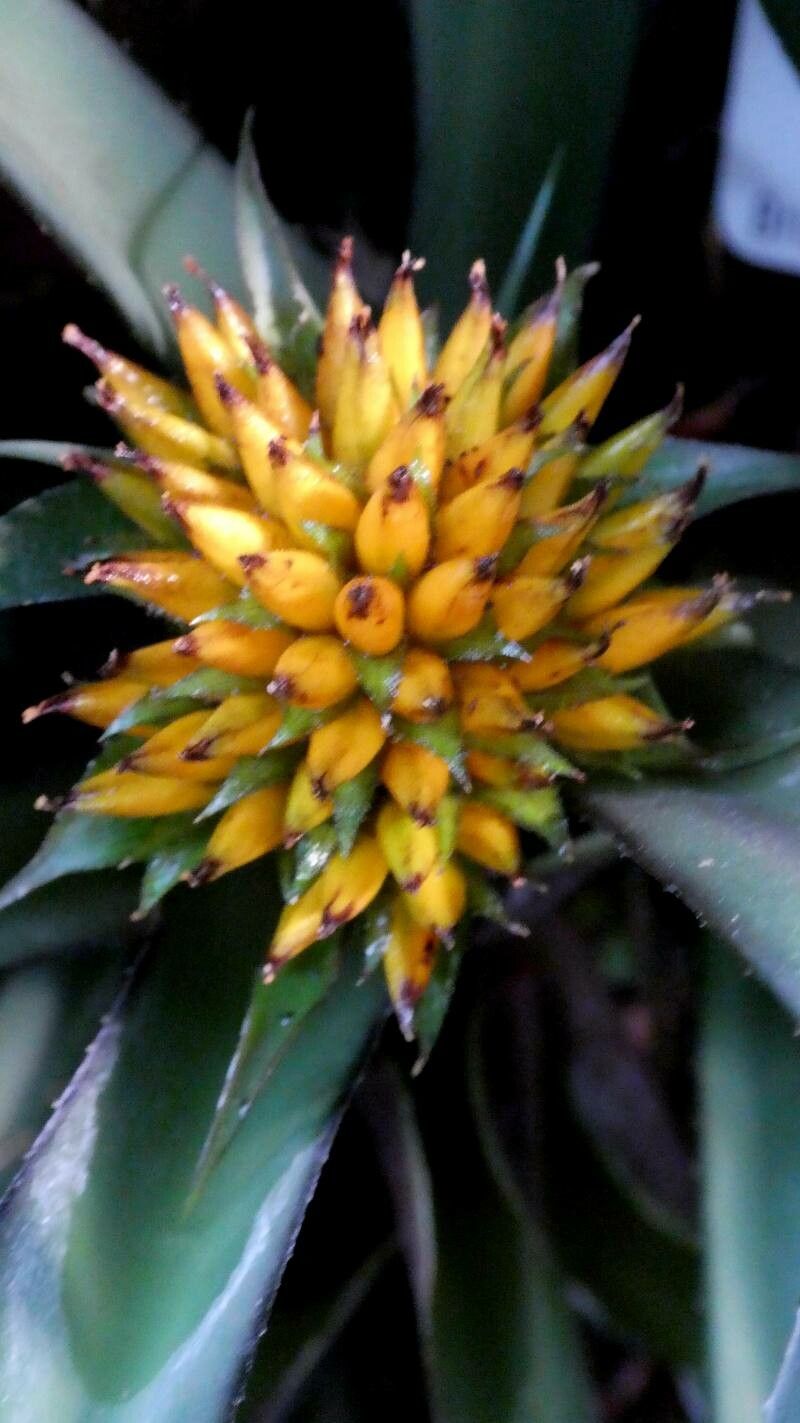 Canistropsis burchellii flower