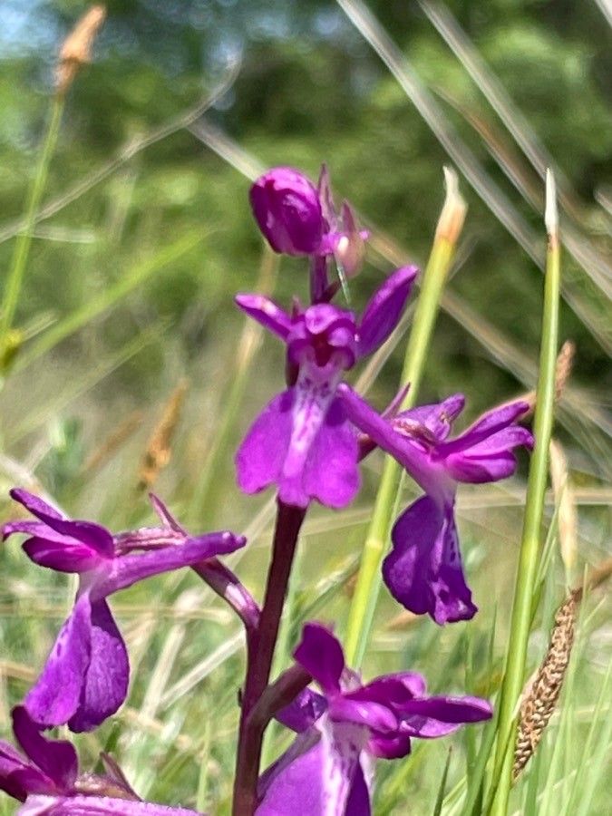 Anacamptis palustris flower