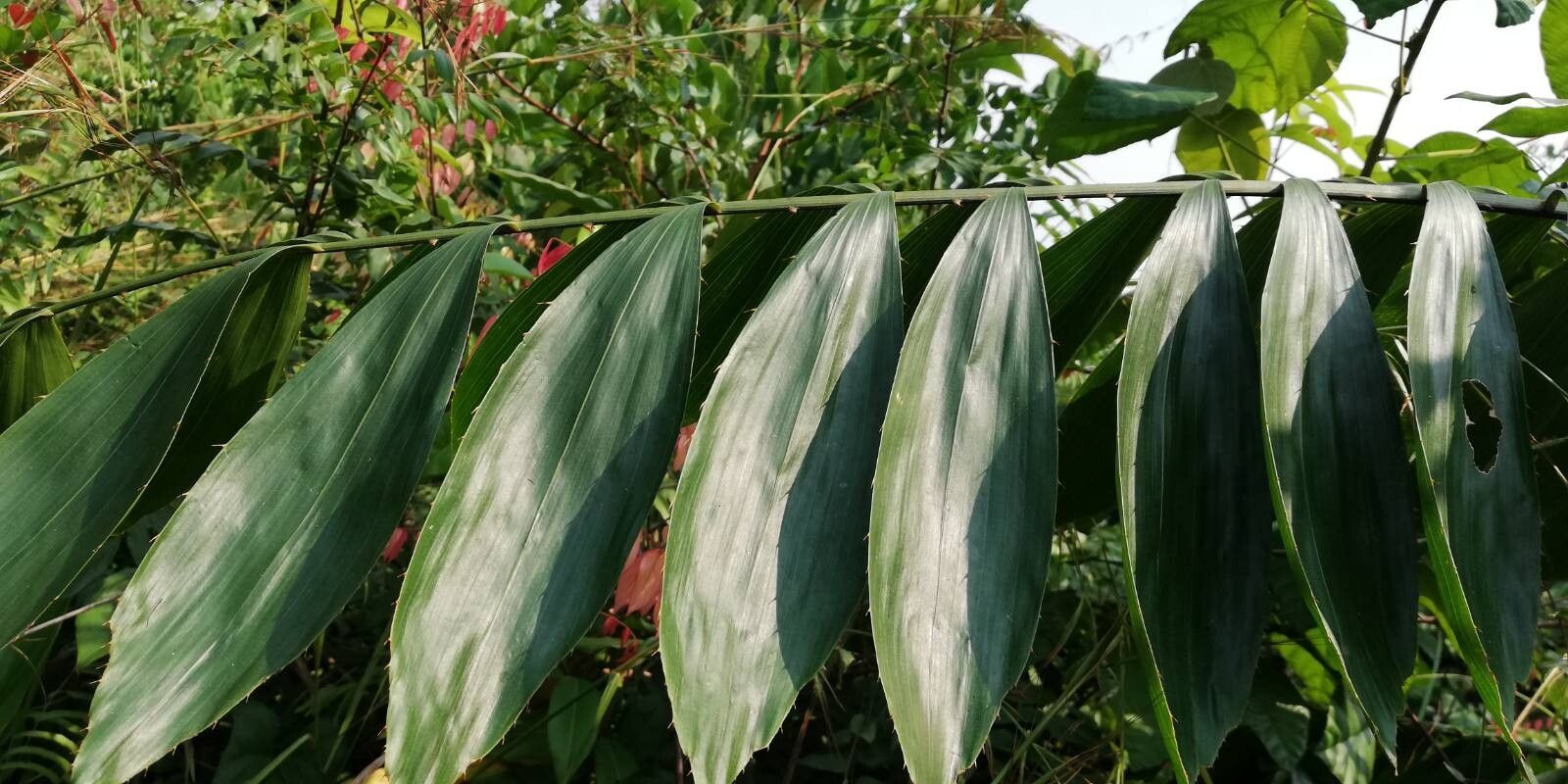 Oncocalamus mannii leaf