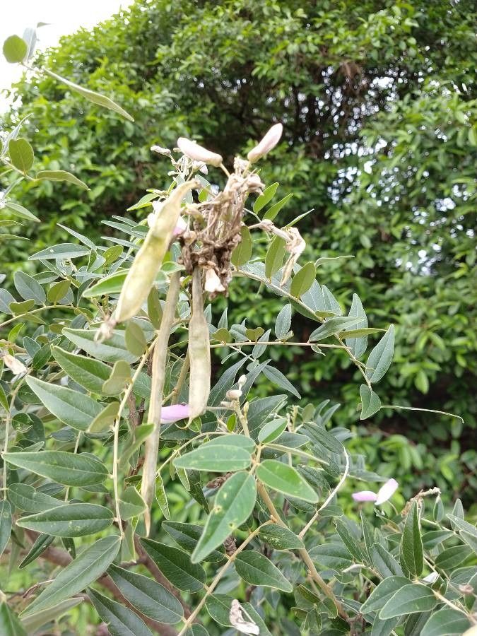 Mundulea sericea fruit