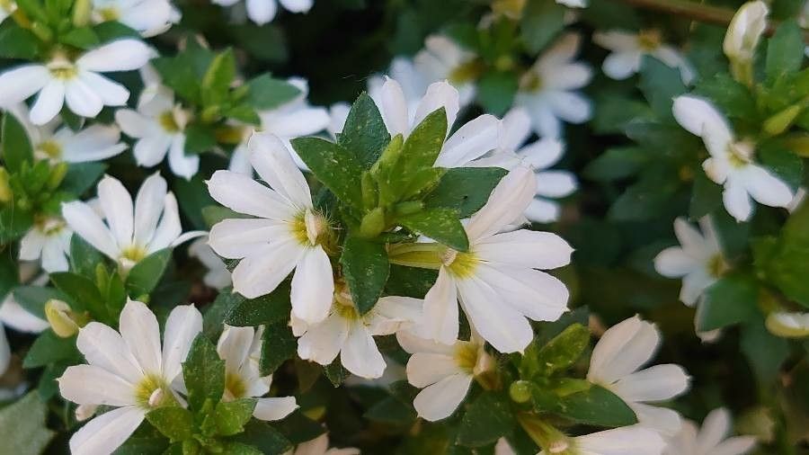 Scaevola plumieri flower