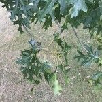 Quercus ellipsoidalis