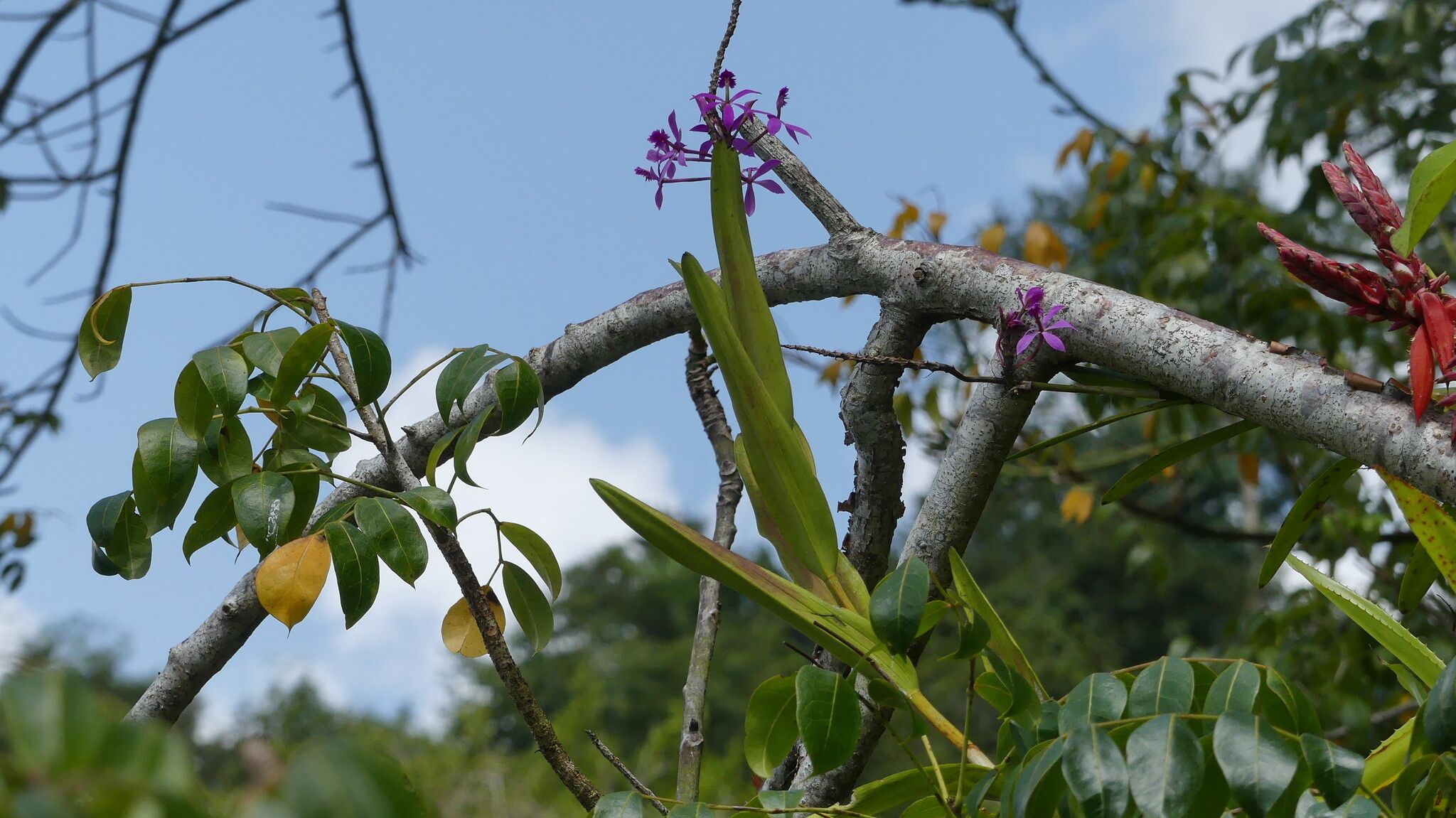 Epidendrum flexuosum flower