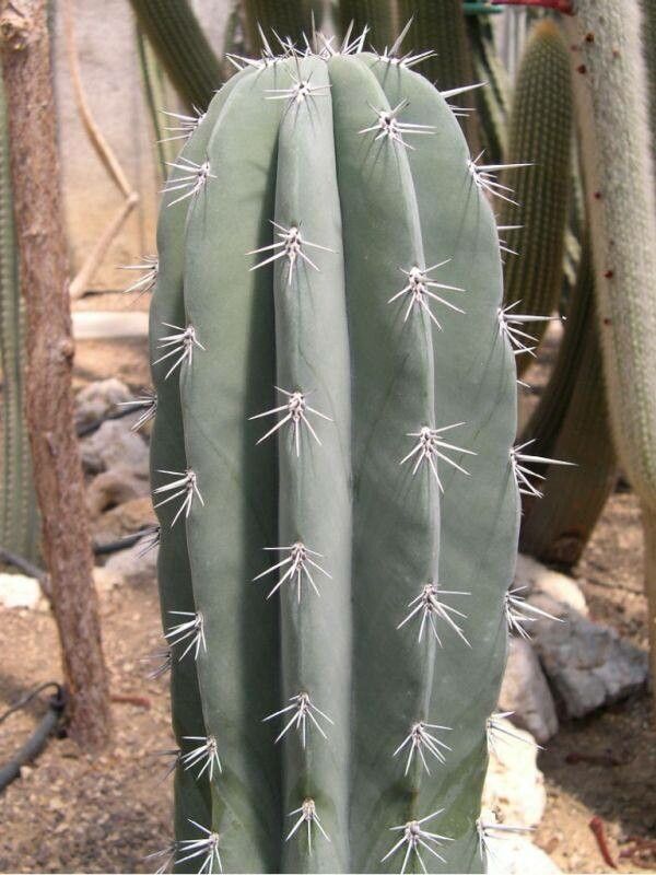 Pachycereus weberi