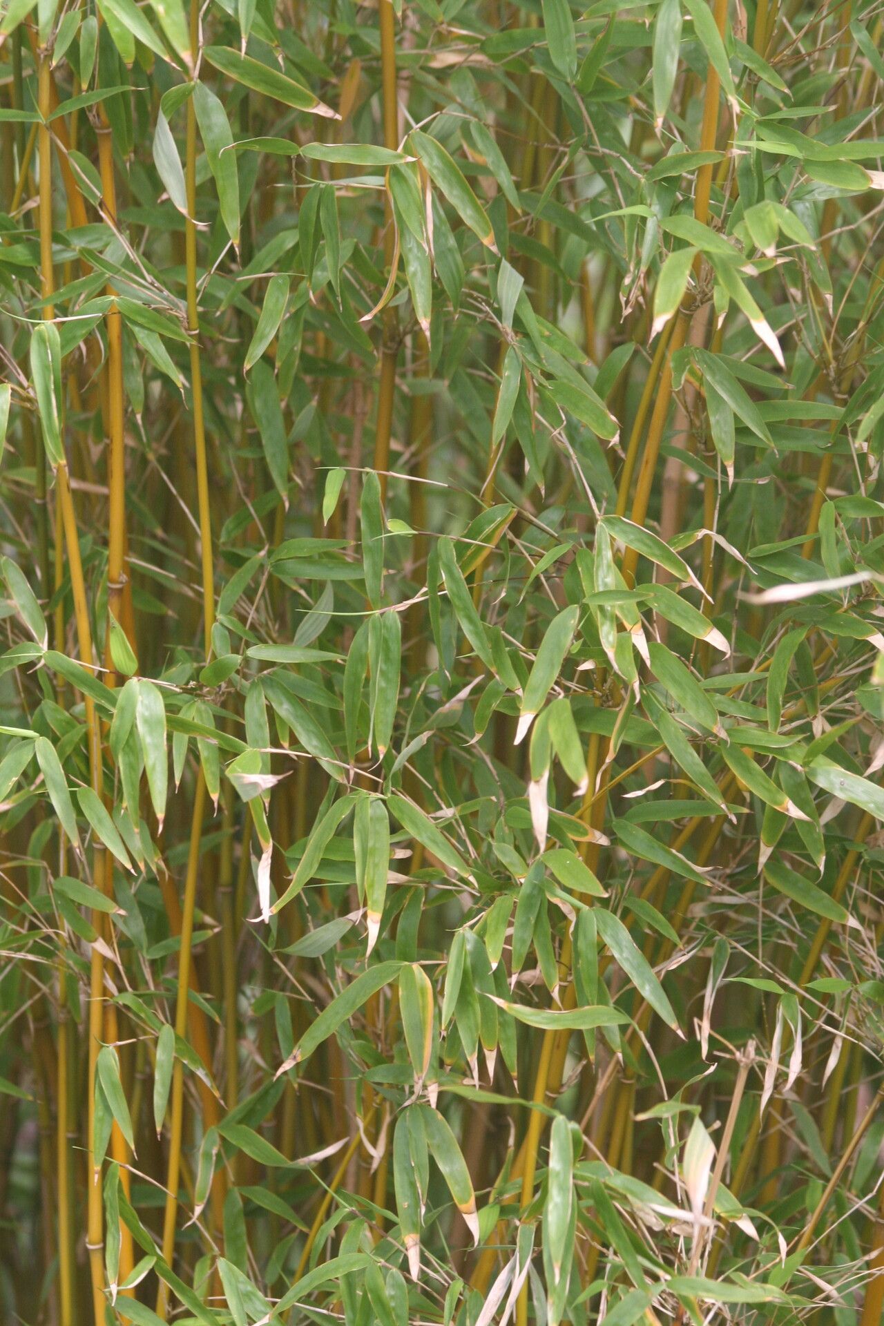 Fargesia denudata — related species from the same genus