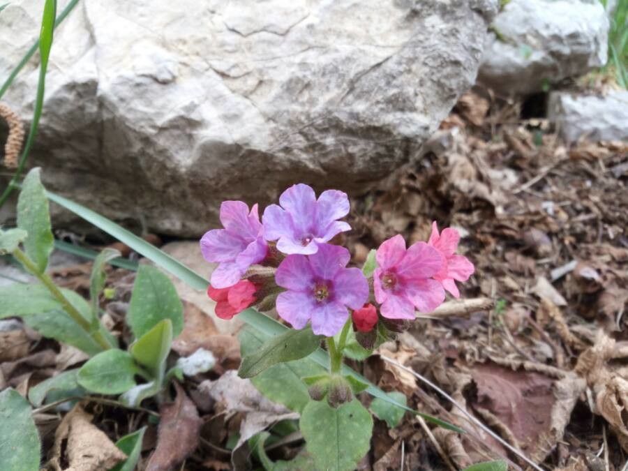 Pulmonaria officinalis flower