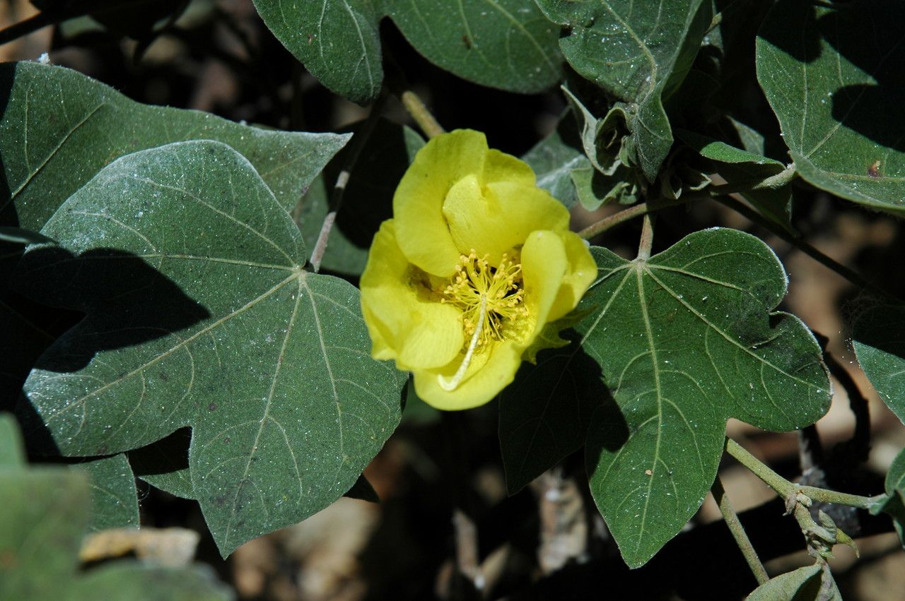 Gossypium tomentosum flower