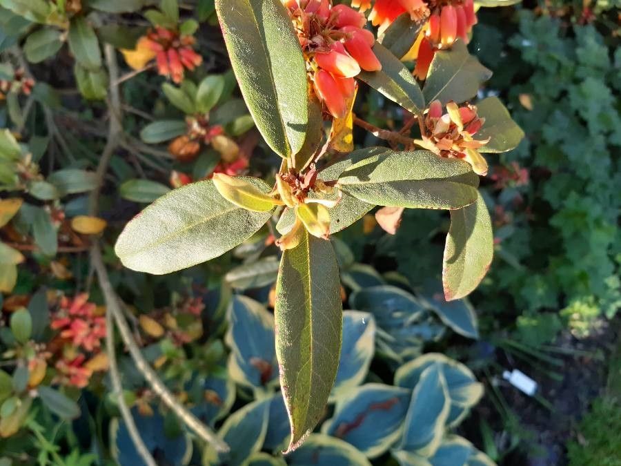 Rhododendron keysii — houseplant care guide
