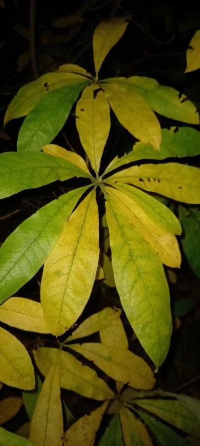Ceiba pentandra leaf