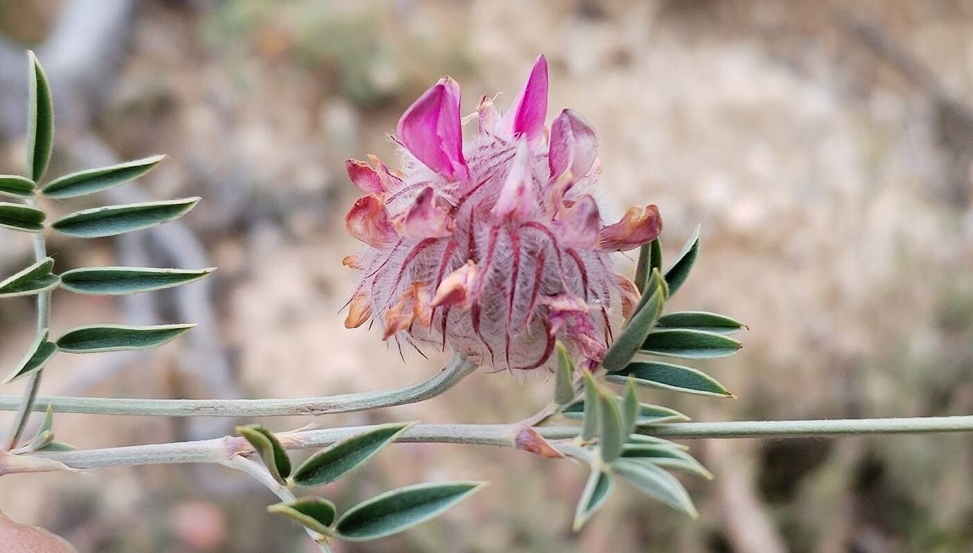 Ebenus sibthorpii — related species from the same genus