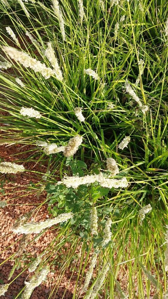 Sesleria argentea flower