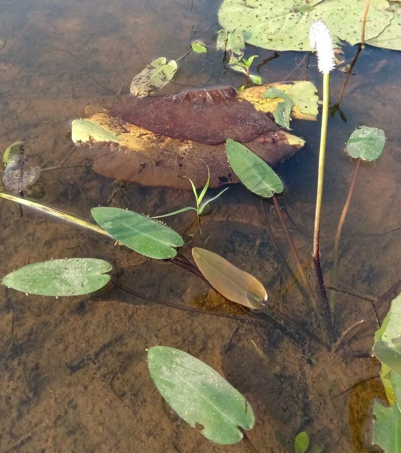 Aponogeton natans habit