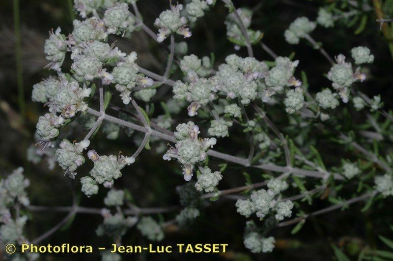Teucrium lusitanicum other