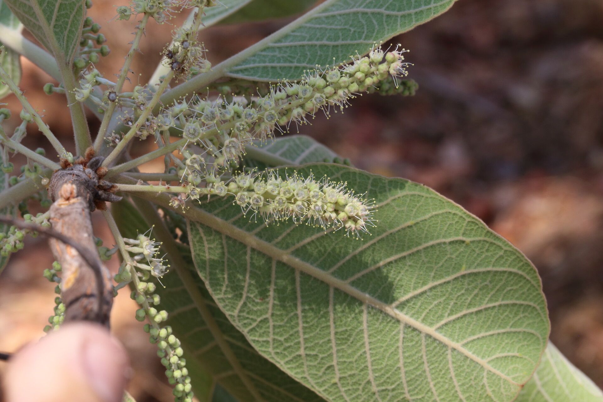 Terminalia mollis flower