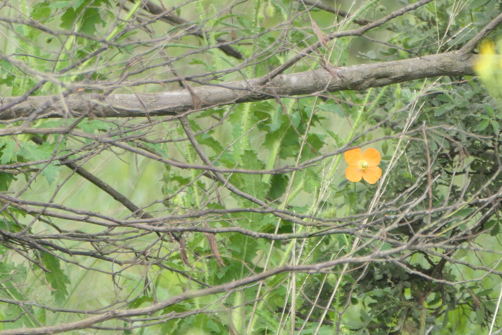 Papaver aculeatum flower