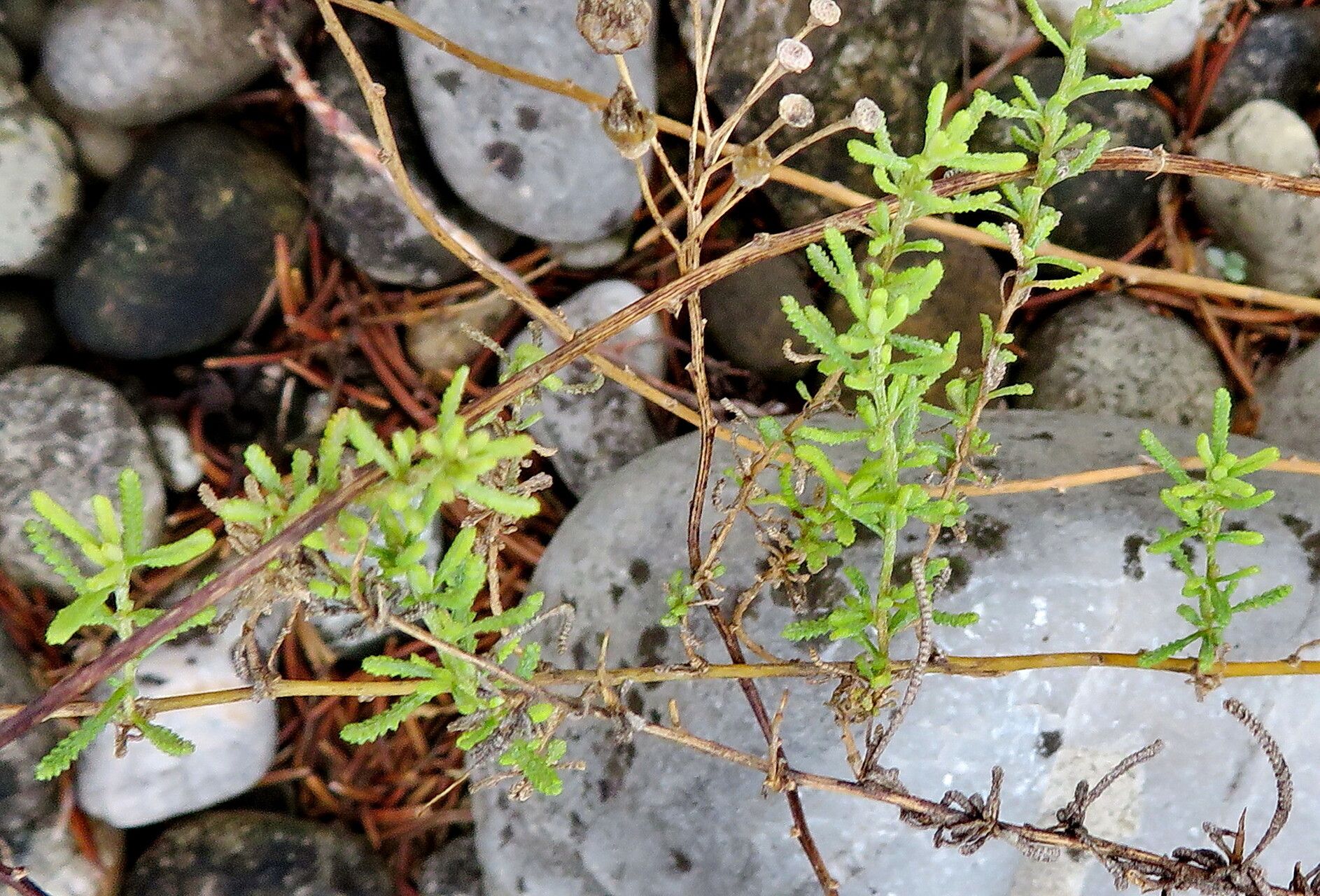 Achillea teretifolia — search result for 'Achillea'