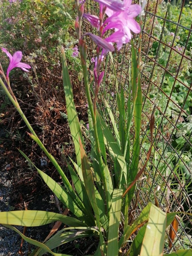 Watsonia borbonica leaf