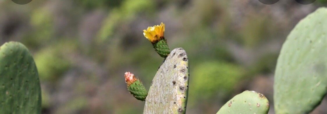 Opuntia maxima flower