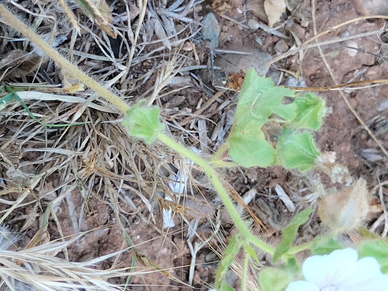 Malva hispanica bark