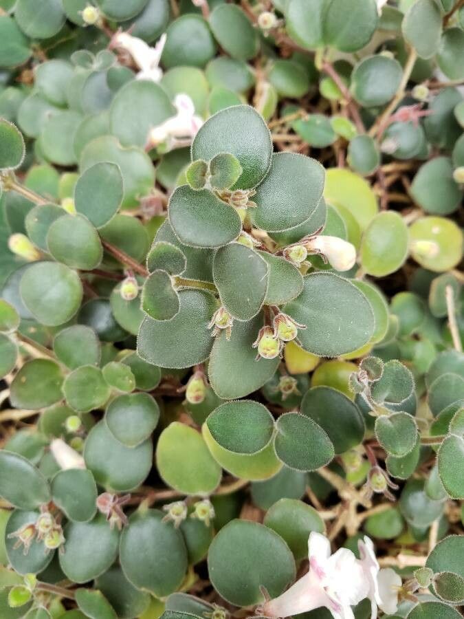 Codonanthe devosiana — related species from the same genus