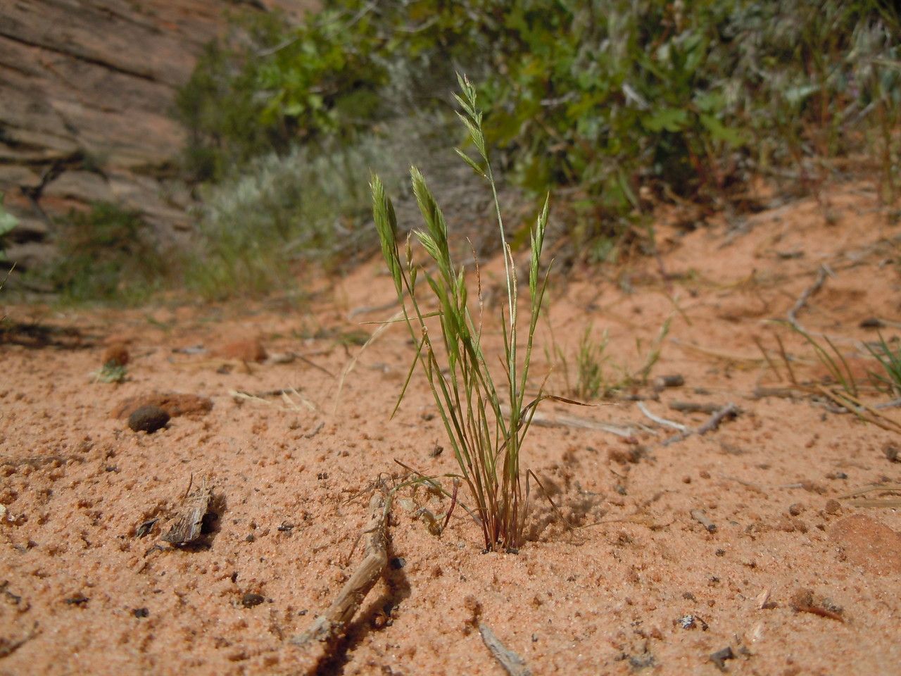 Festuca octoflora habit