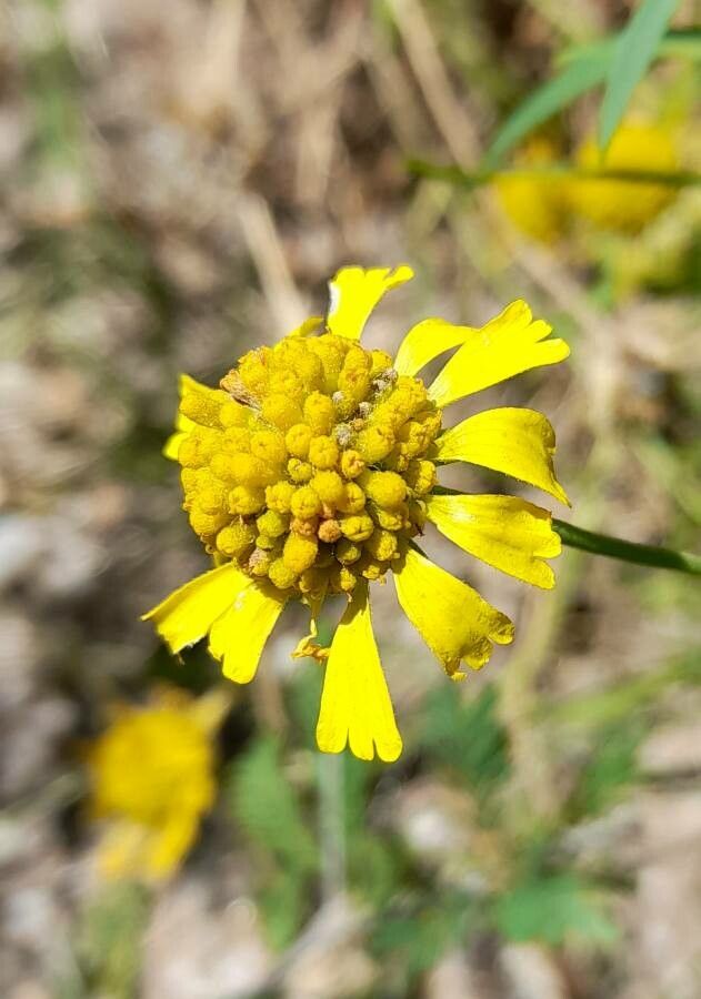 Helenium donianum — search result for 'Helenium'