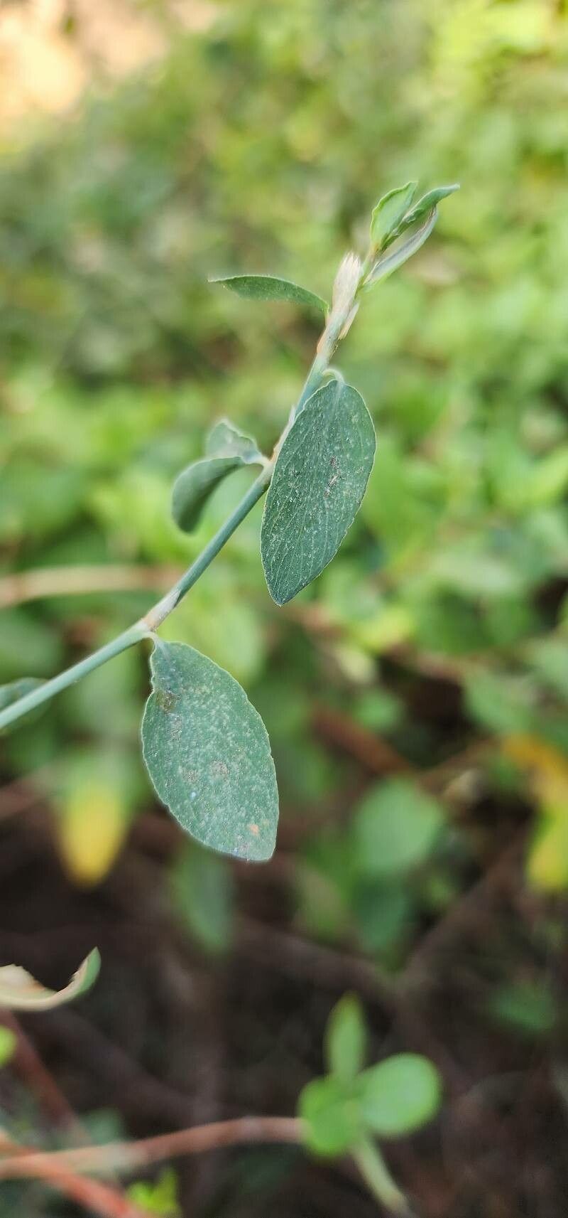 Polygonum iranicum — houseplant care guide