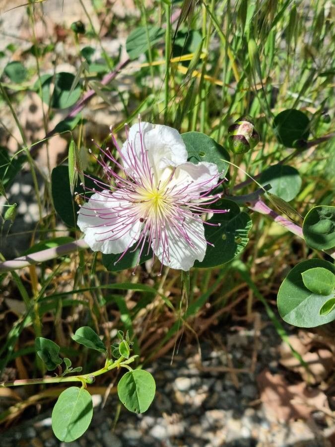 Capparis zoharyi — search result for 'Capparis'