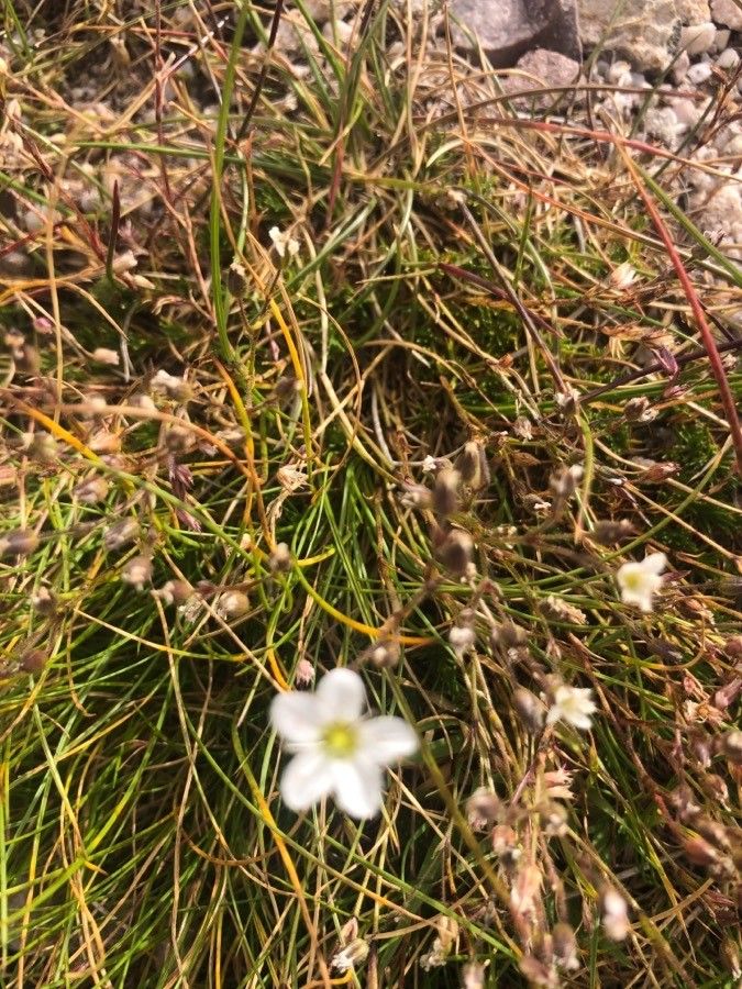 Minuartia recurva flower