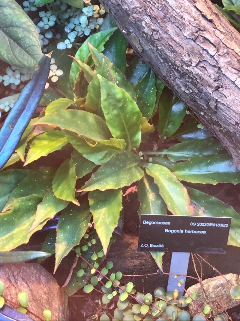 Begonia herbacea leaf