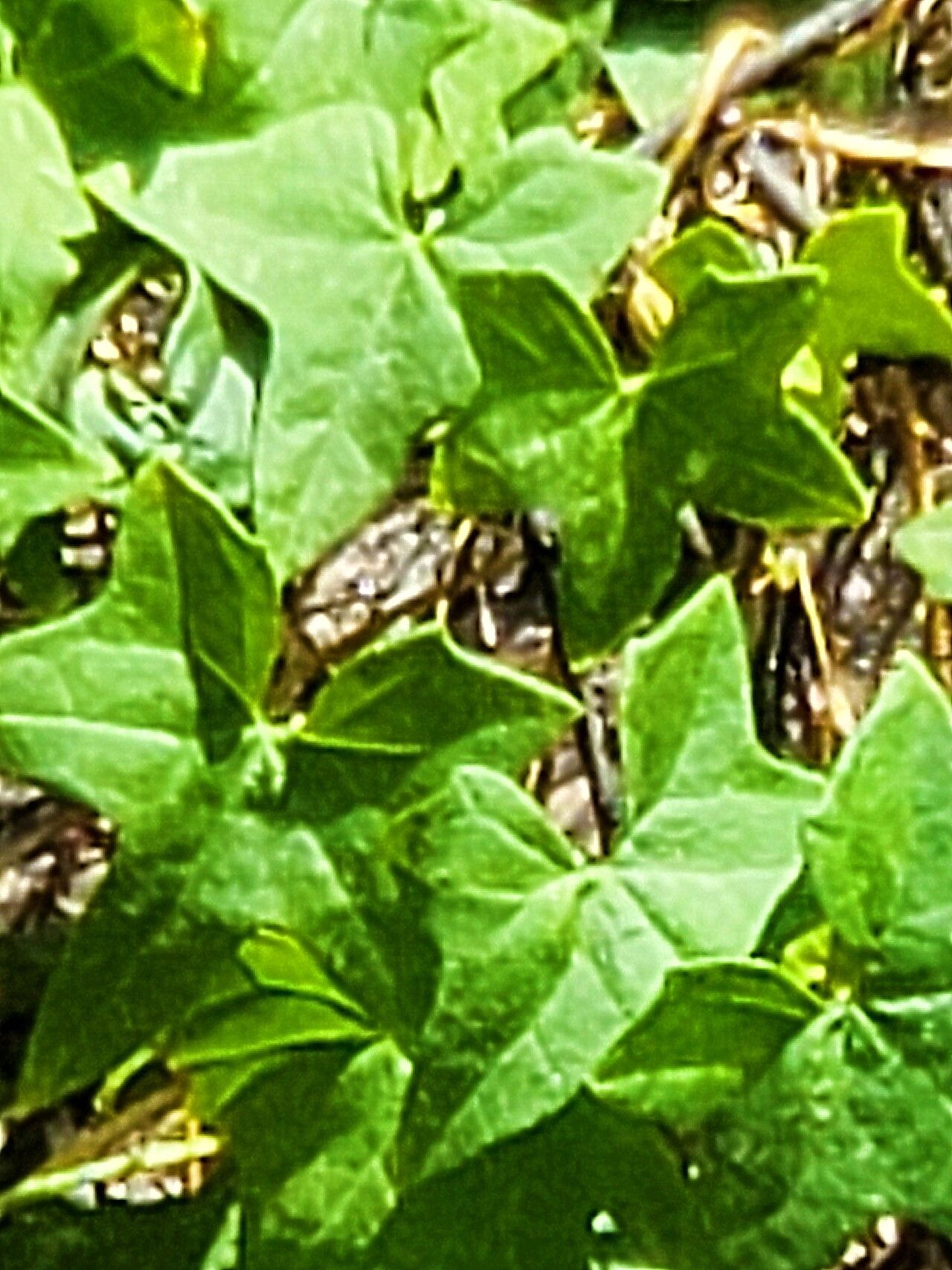 Marah gilensis — related species from the same genus