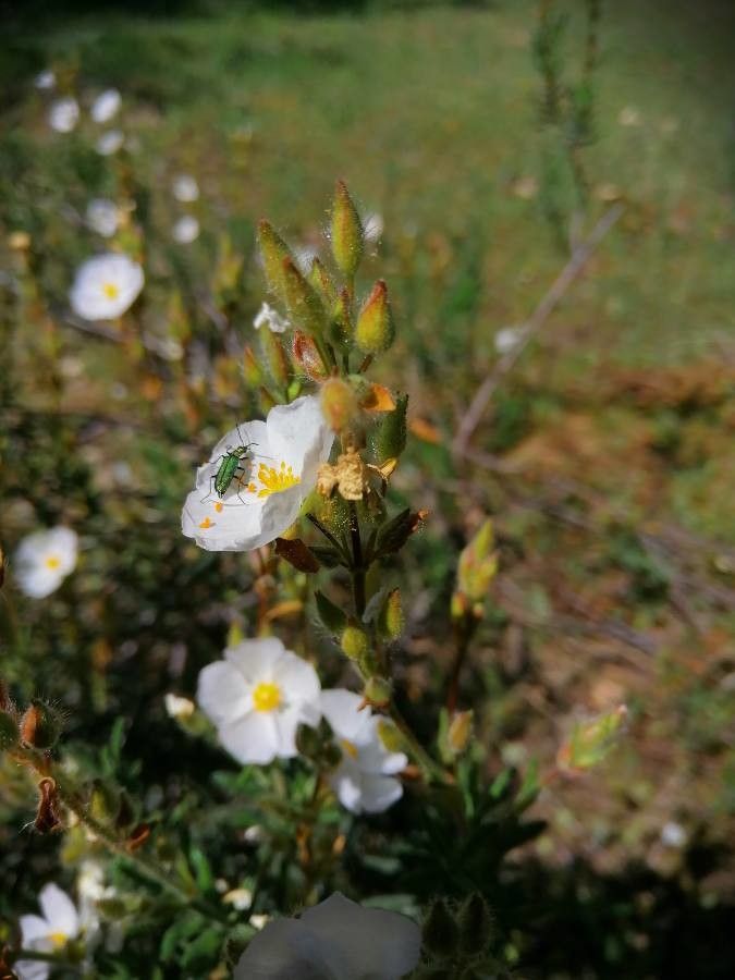 Cistus umbellatus flower