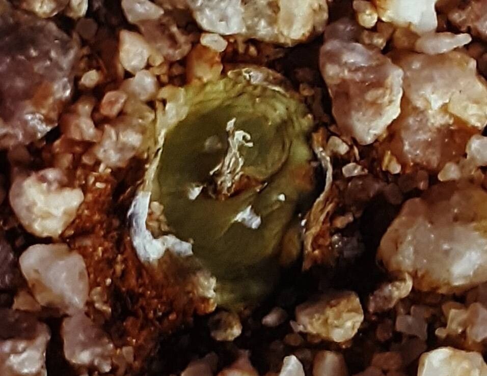 Conophytum ratum — houseplant care guide