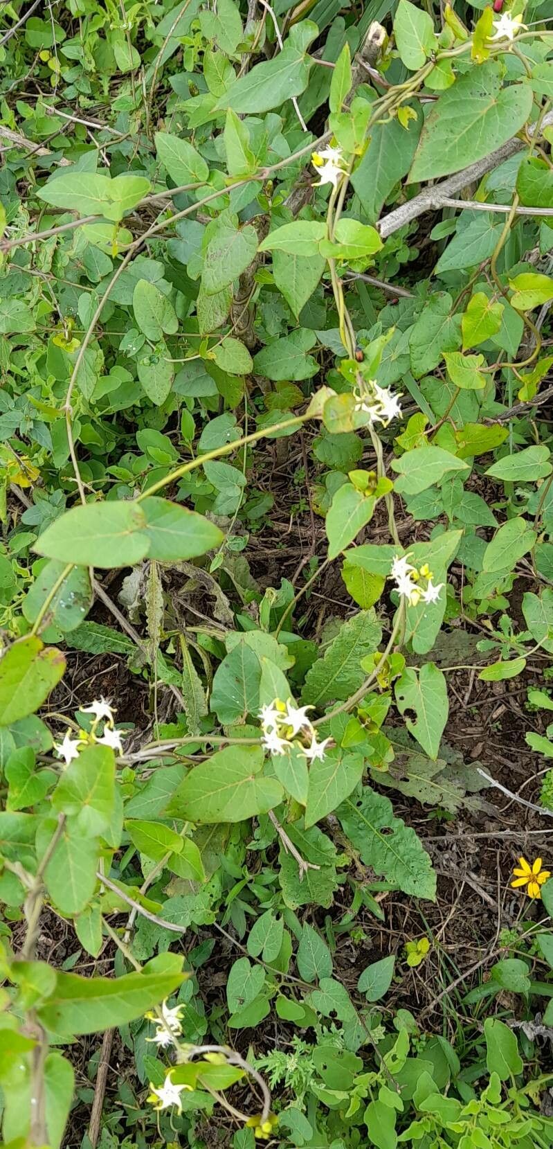 Oxypetalum sylvestre habit