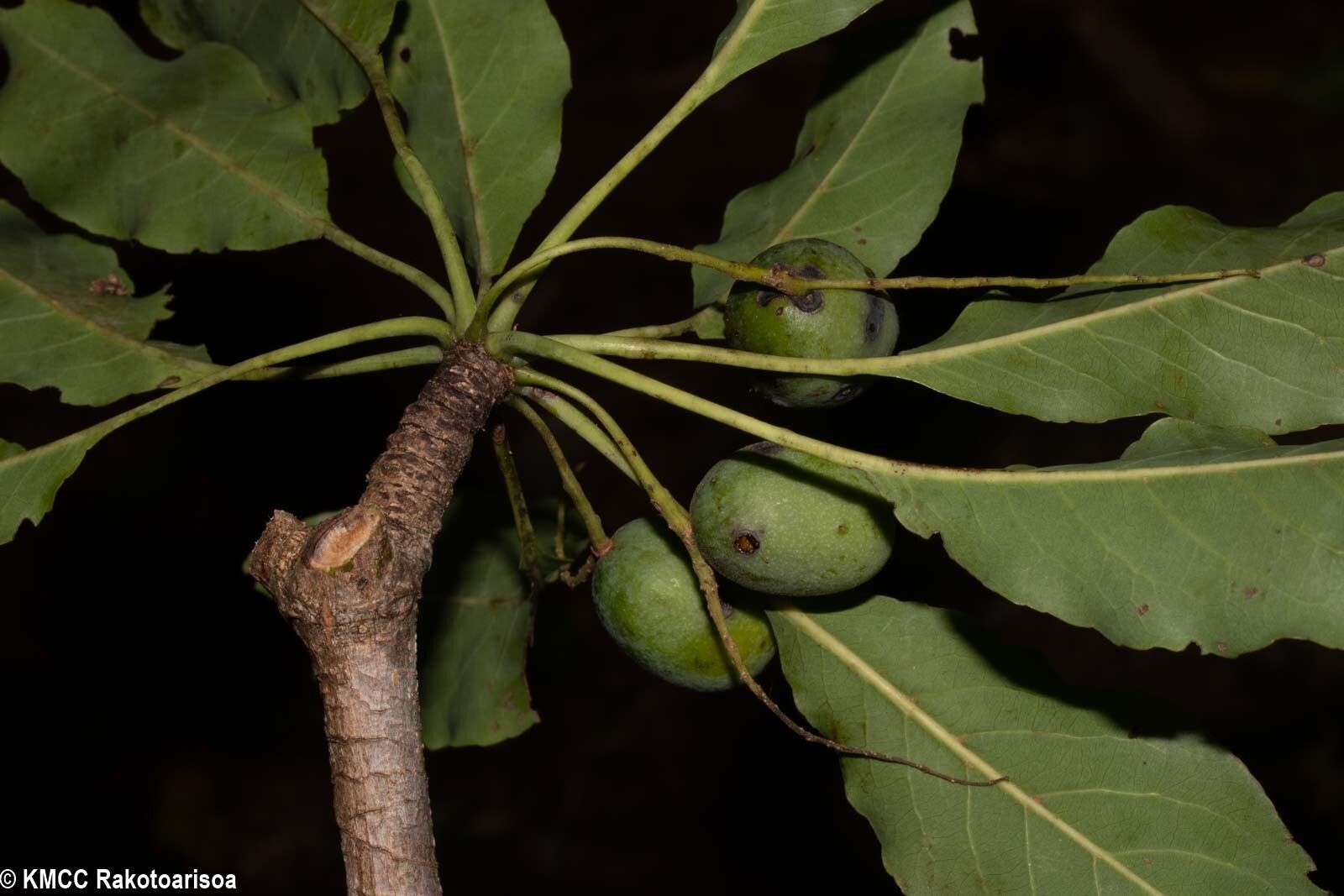 Terminalia calcicola — houseplant care guide