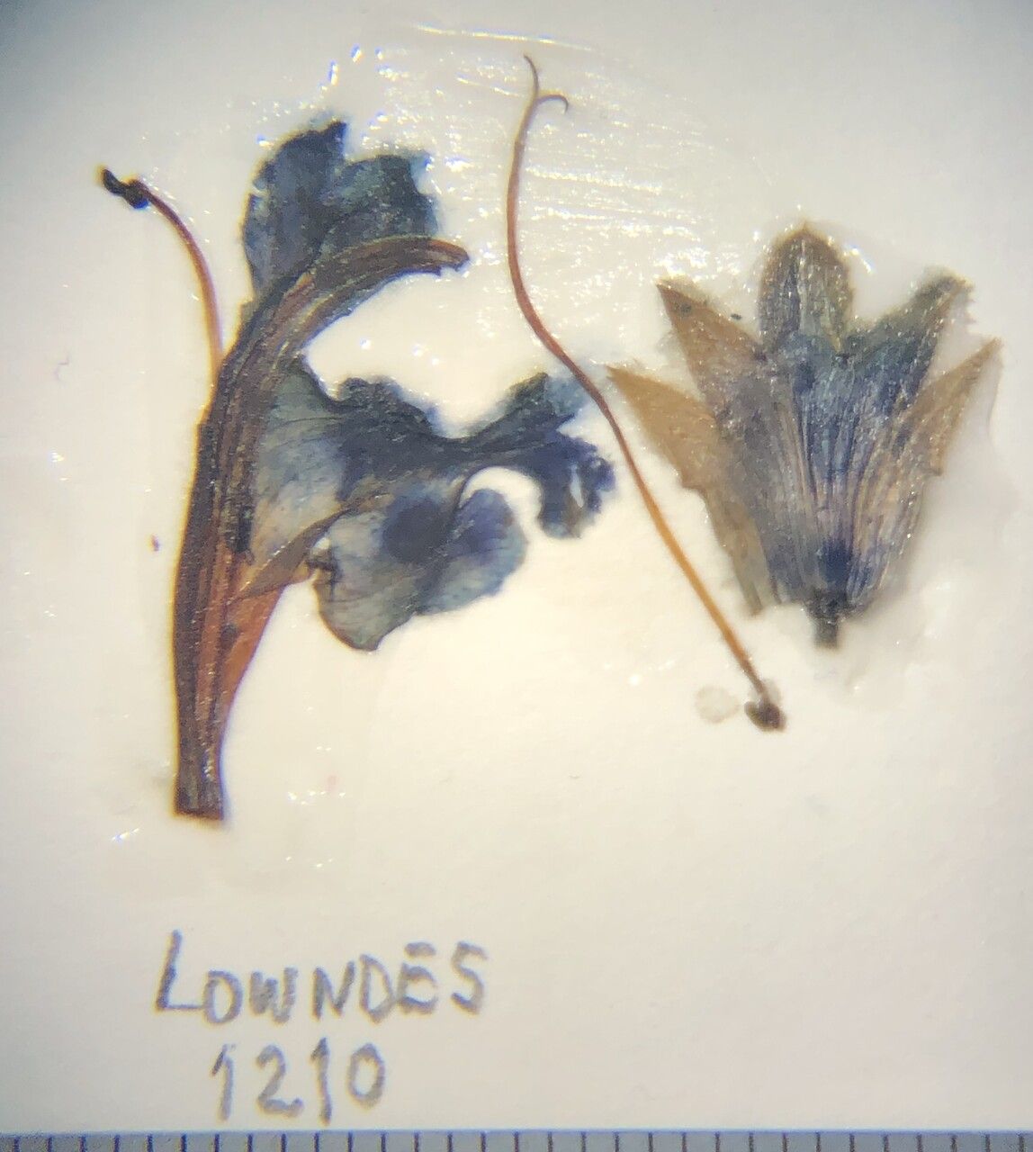 Dracocephalum wallichii other