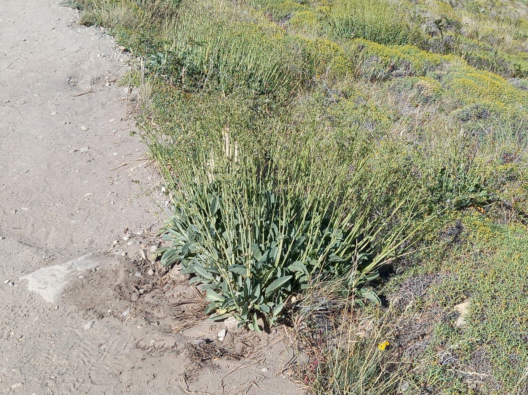 Valeriana carnosa habit