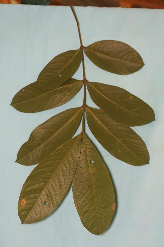 Inga melinonis — houseplant care guide