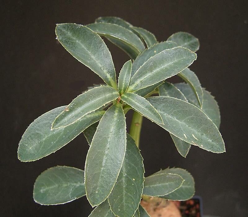 Euphorbia neocrispa — houseplant care guide