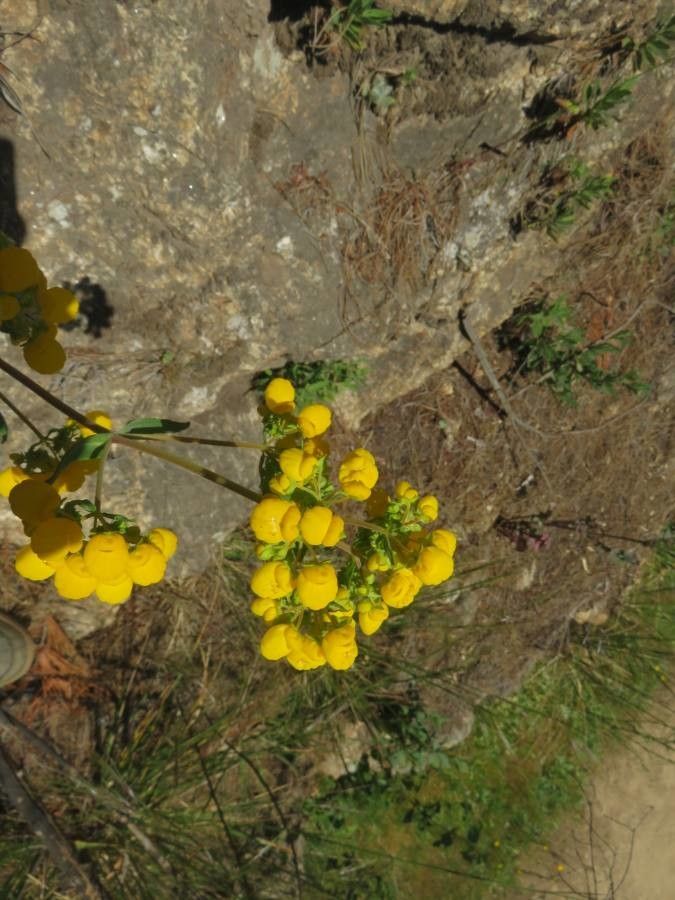 Calceolaria meyeniana flower