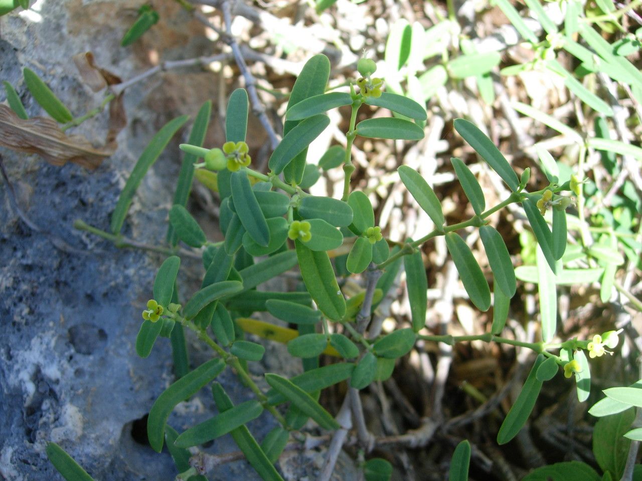 Euphorbia articulata habit
